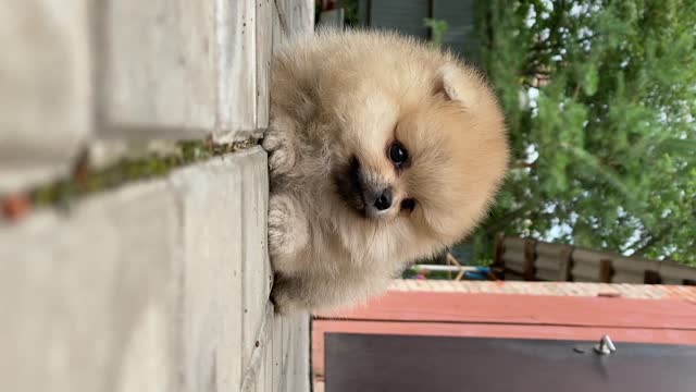 Lazy Cute Dog I Love to Watch Whole Day