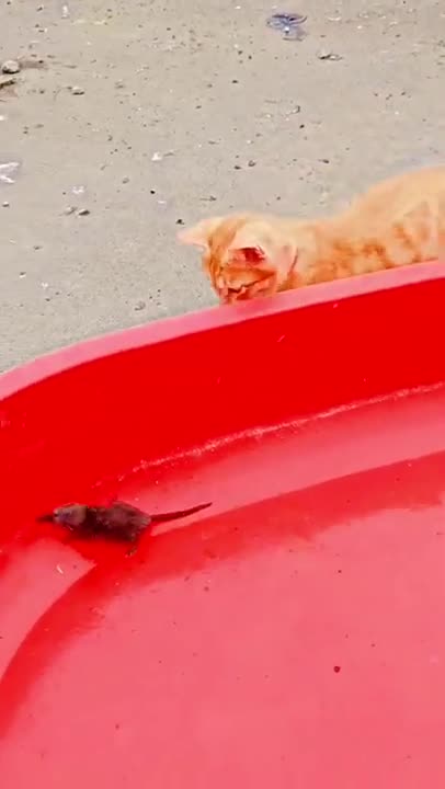 FUNNY AND CUTE ANIMALS 🐍⚕️