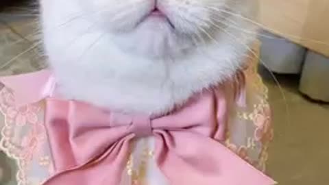 Funny_Baby_Cat_Smart_and_So_Cute