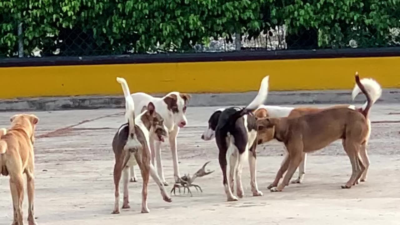 Stray Dogs Bark At Big Crab