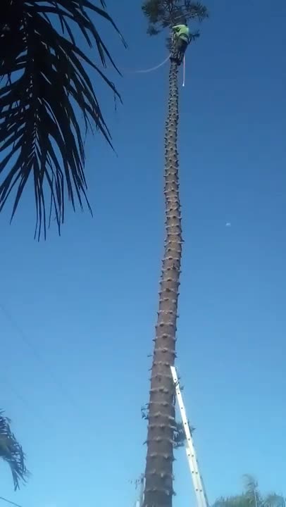 HOLD ON! Topping off a Norfolk Island Pine in Cape Coral, FL