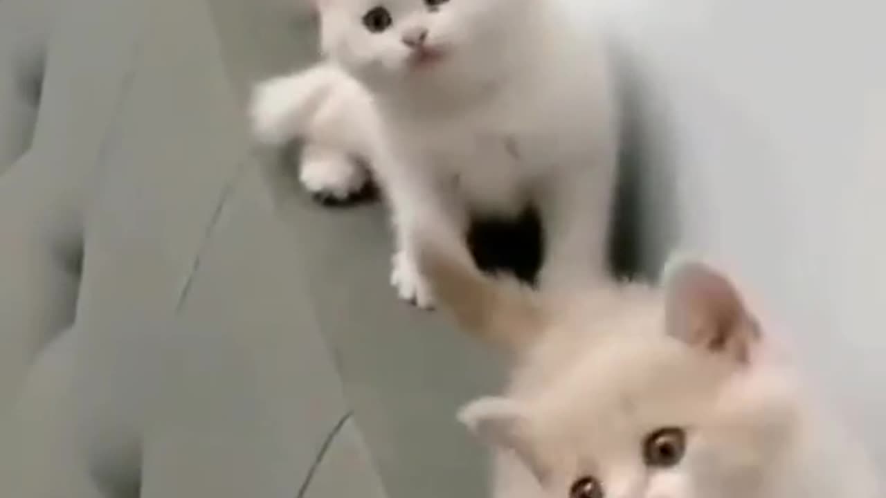 Trending cat short clip