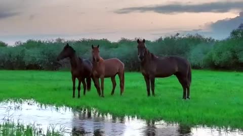 Beautiful Nature view Beautiful Horses