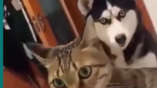 Funny Cats And Dogs Fighting Compilation-funniest Cats & Dogs