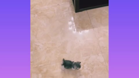 Funny little cat