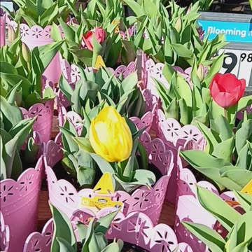 Spring is here Yall! #shorts #spring