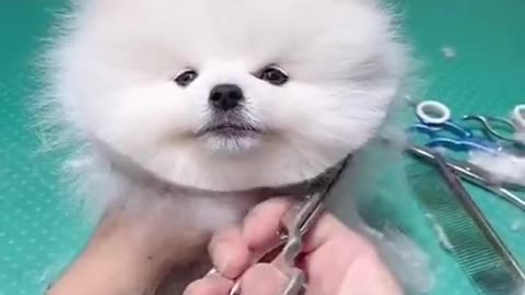Cute and funny dog 🐕