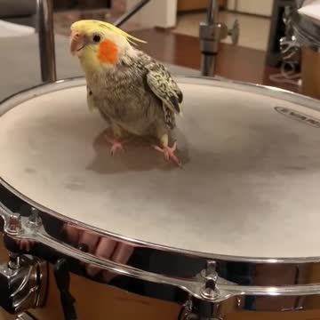 Cockatiel and drum