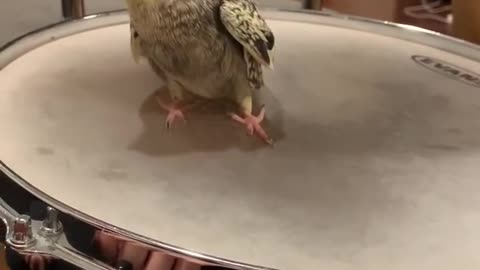 Cockatiel and drum