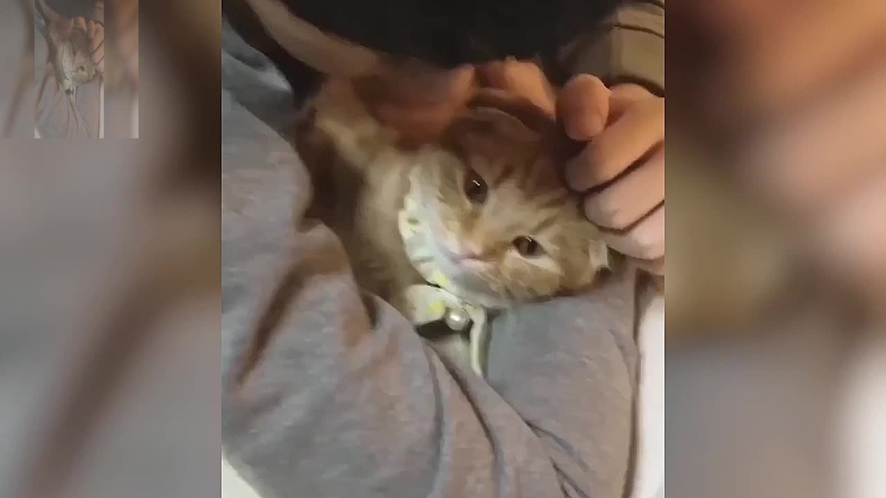 The male owner is petting the cat