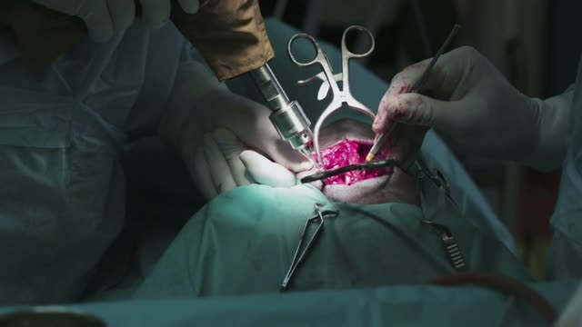 A vet surgeon drills a hole for a pedicle screw after performing an open discectomy on a dog