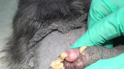 Animal Cyst Expression