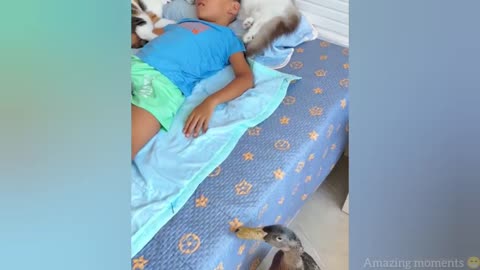 Hilarious Cats and Dogs Moments 😂😹 Funny Animal Videos 🤣