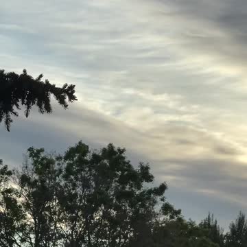 Good morning. Birds celebrate the arrival of a great happy new morning