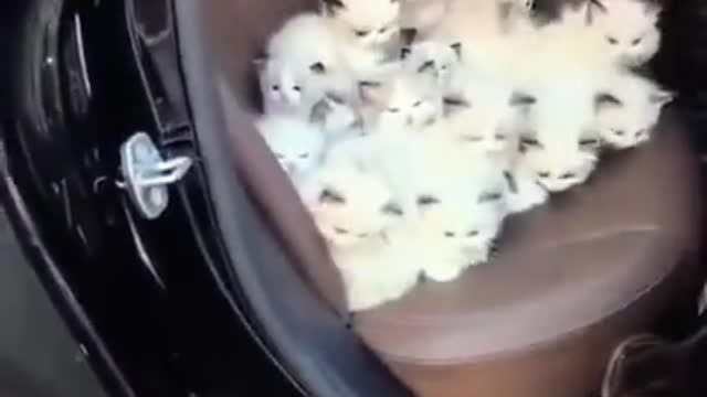 Cute kitten