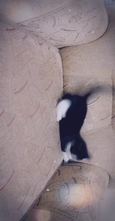 Playing the cat alone is very nice video