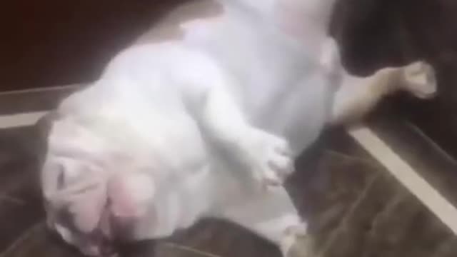 Funny dog video is this a dog......or a frog?