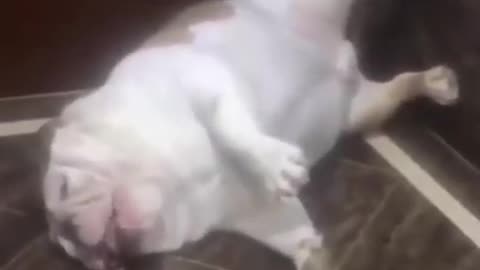 Funny dog video is this a dog......or a frog?