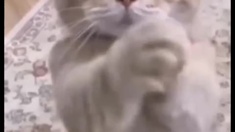Funny cat videos for kids 😂,