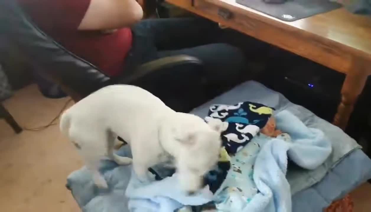 Cute baby and his dog trying to hide in a cage from his dad.