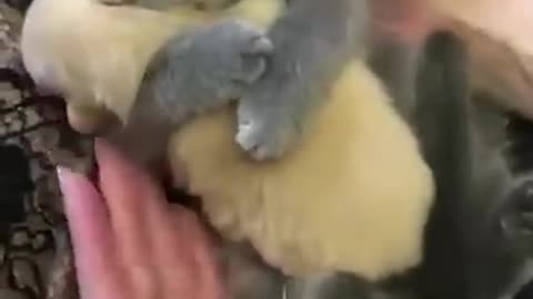 Funny cat vedios