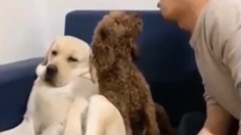 Fun With Dog