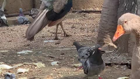The duck is bigger than the peacock