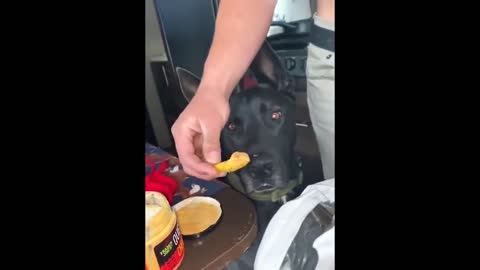 Guy teases dog with cheese chip and holds it in front of its face