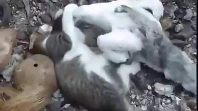 Cat and Duck fight