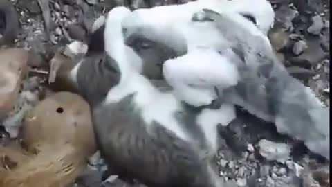 Cat and Duck fight