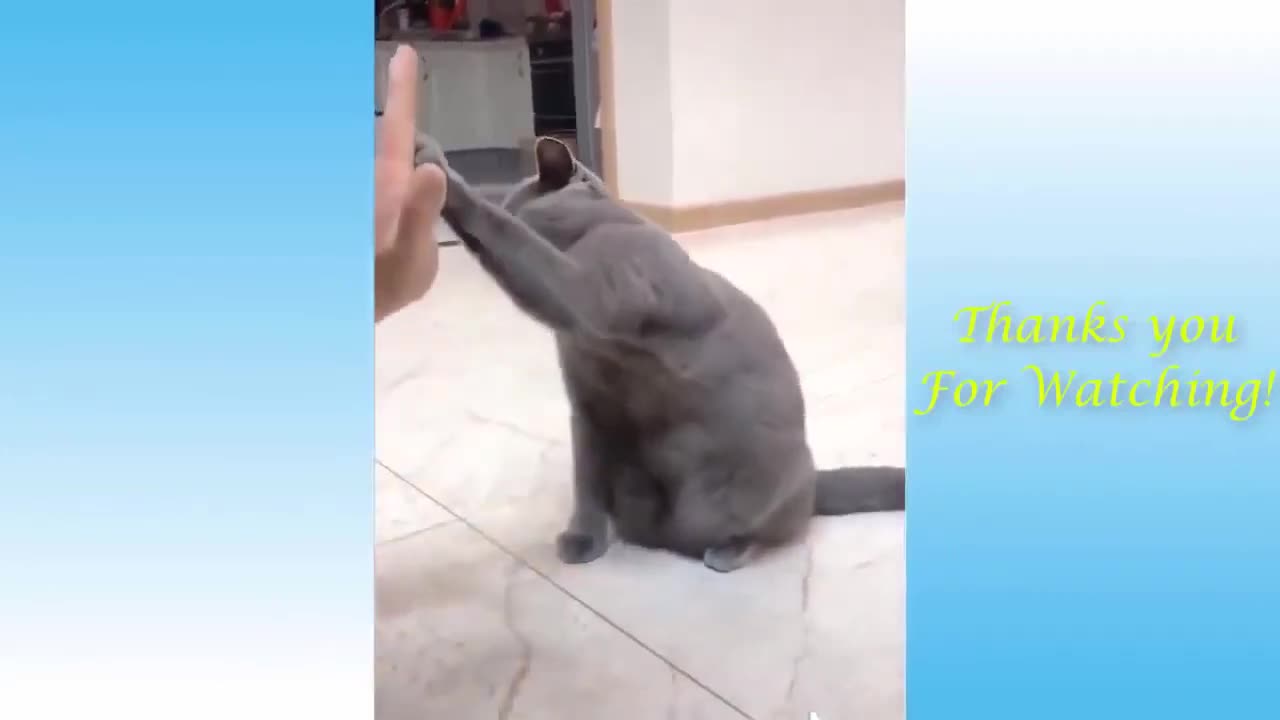 Funniest Animal Videos 🤣 - Best Cats😺 and Dogs🐶 Moments 2024