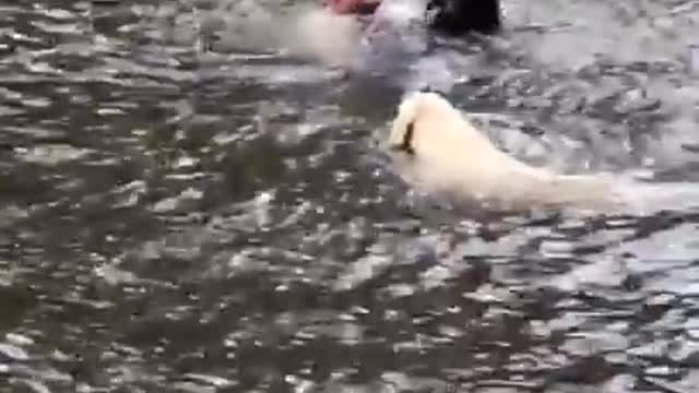 Dogs panic when owner swings out and falls into lake, then swim out to rescue him