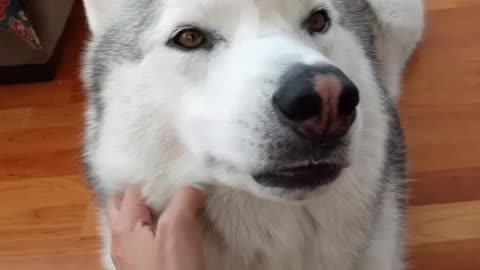 Dog yawns on demand