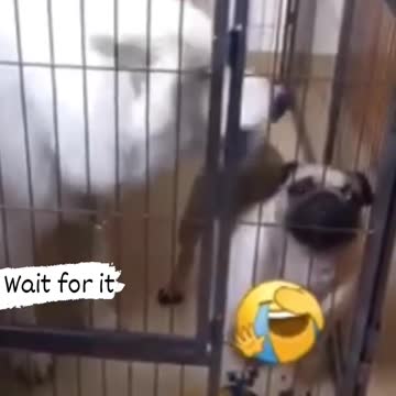 Dog vs. dog, who barks louder