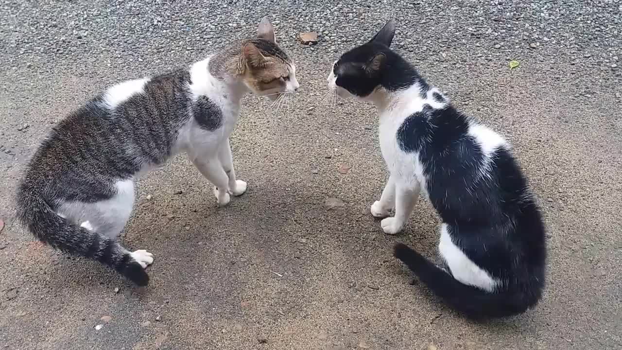 Cats Fight with real sound mp4 2021