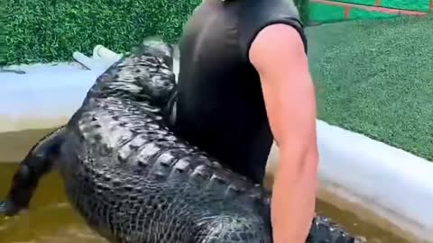 How much do you think this crocodile weighs