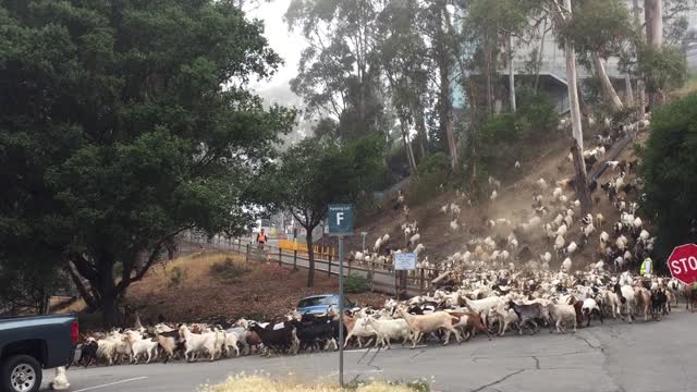 Goats on the Road