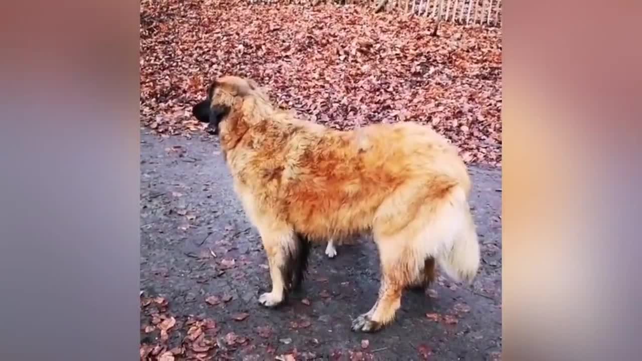 Adorable Little Puppy Loves Its Duck Buddy