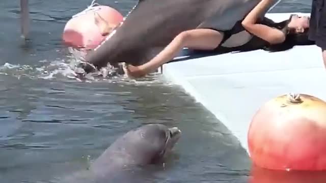 Dolphin was feeling frisky 🤣😅🤣