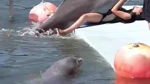 Dolphin was feeling frisky 🤣😅🤣