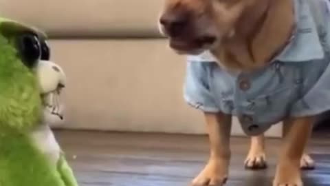 Dog trying to fight with toy