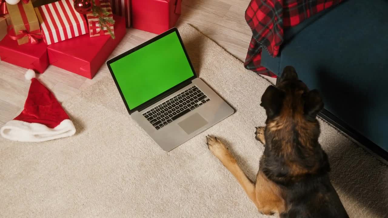 Malinois bard lying with laptop with green screen top view. Dog posing near decorated fur tree