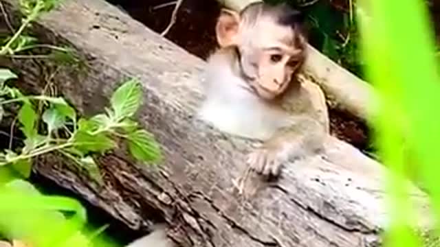 A Monkey Trapped & Dog Save His Life | Dog Save Monkey's life