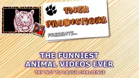 funny dog and cats video 2022