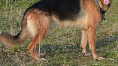 Top 10 Barking dogs