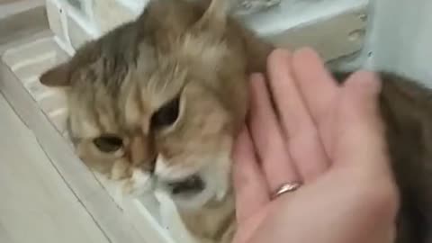 Unequal fight with a cat 😂
