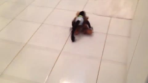 Funniest Videos for Pets to Watch Compilation - Funny Pet