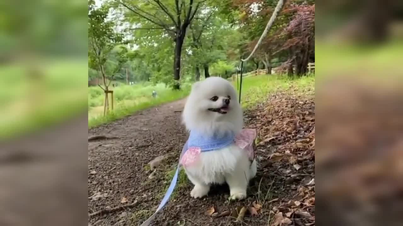 Cute 🥰 And Funny Pomeranian Dogs