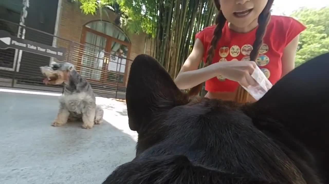 360º Camera on a Dog! (Madventure 360º)