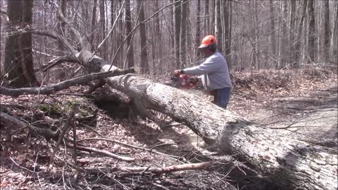 Husqvarna 562xp HTSS vs. Big Ash Tree :)